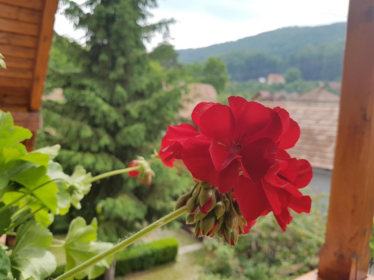 Pensiunea Lorincz *** Panzio Sovata Bagian luar foto